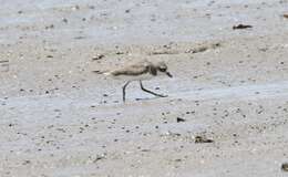 Image of Lesser Sand Plover