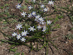 Image of Scilla nana (Schult. & Schult. fil.) Speta