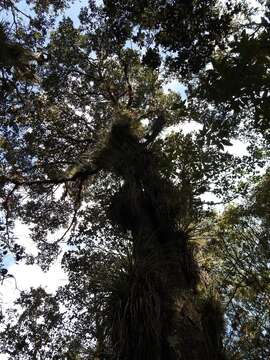 Image de Quercus segoviensis Liebm.