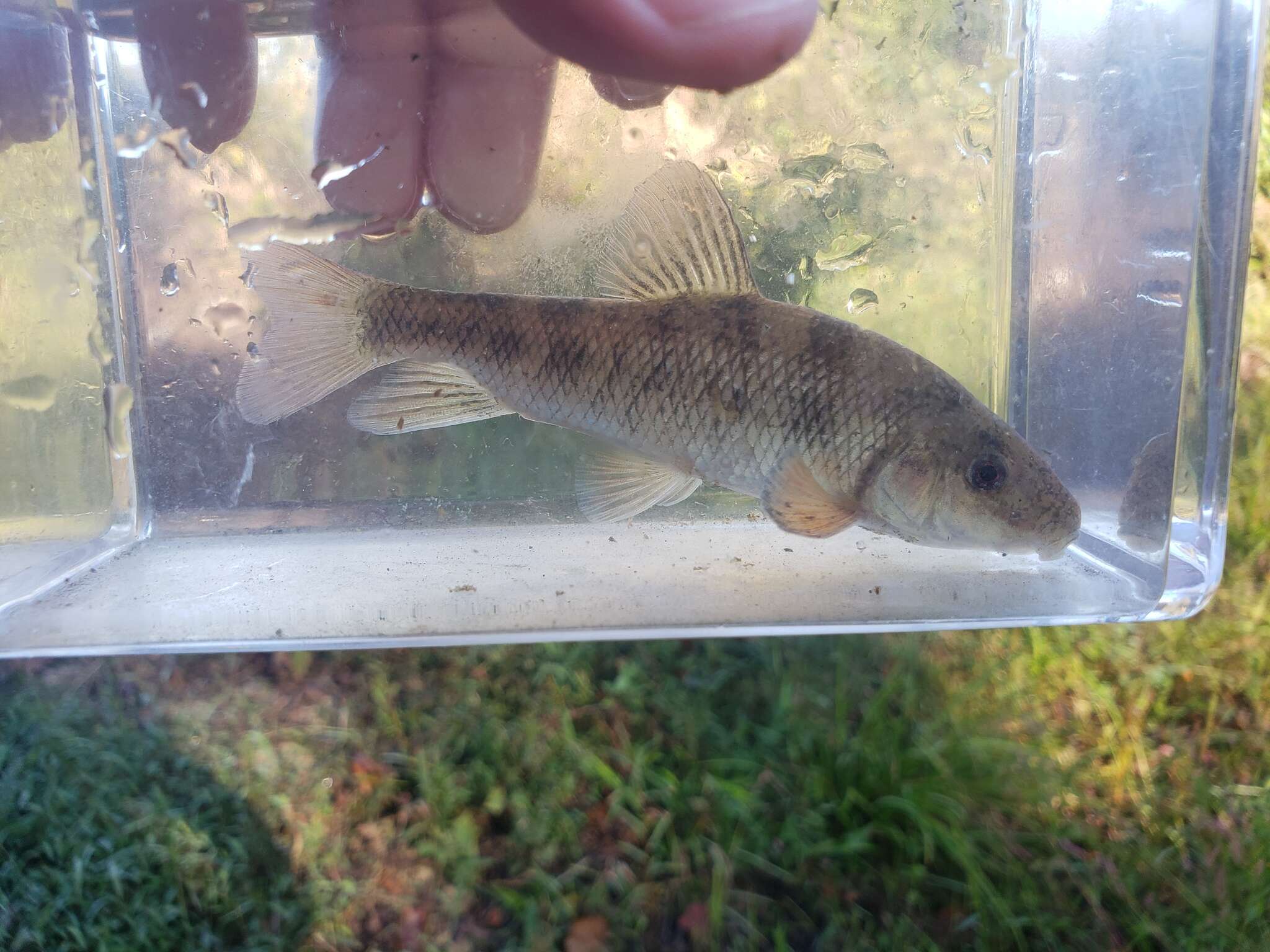 Image of Western creek chubsucker