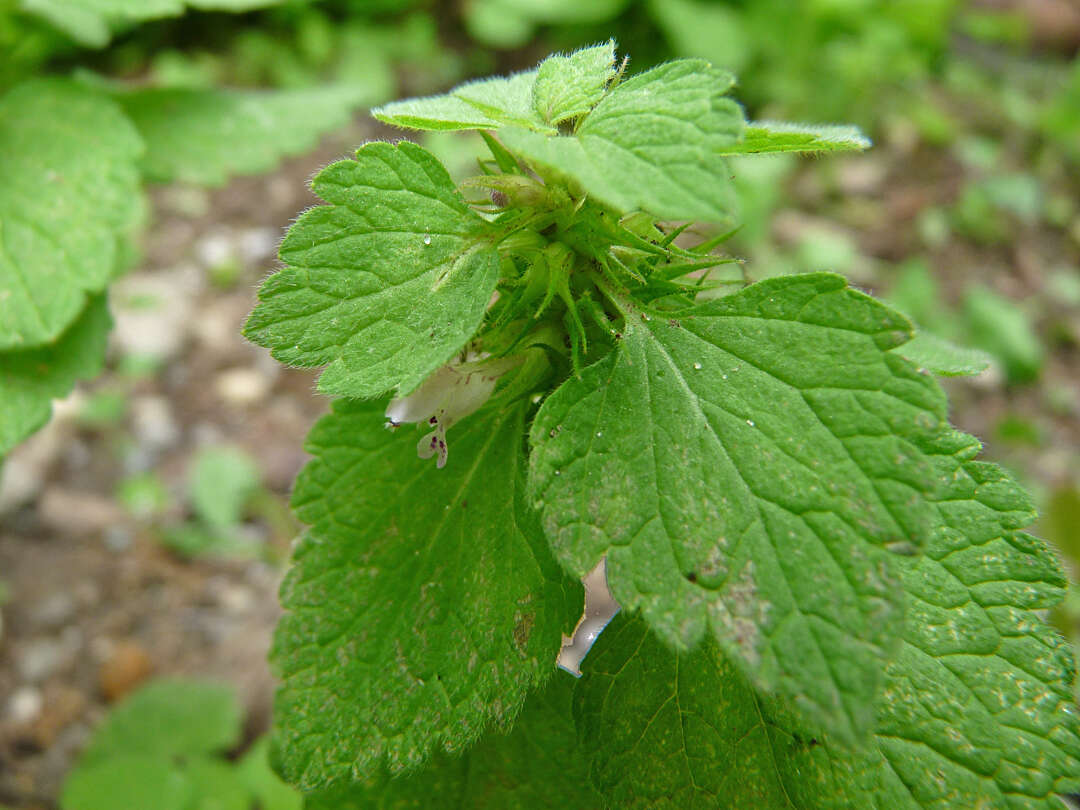 Imagem de Lamium purpureum var. purpureum