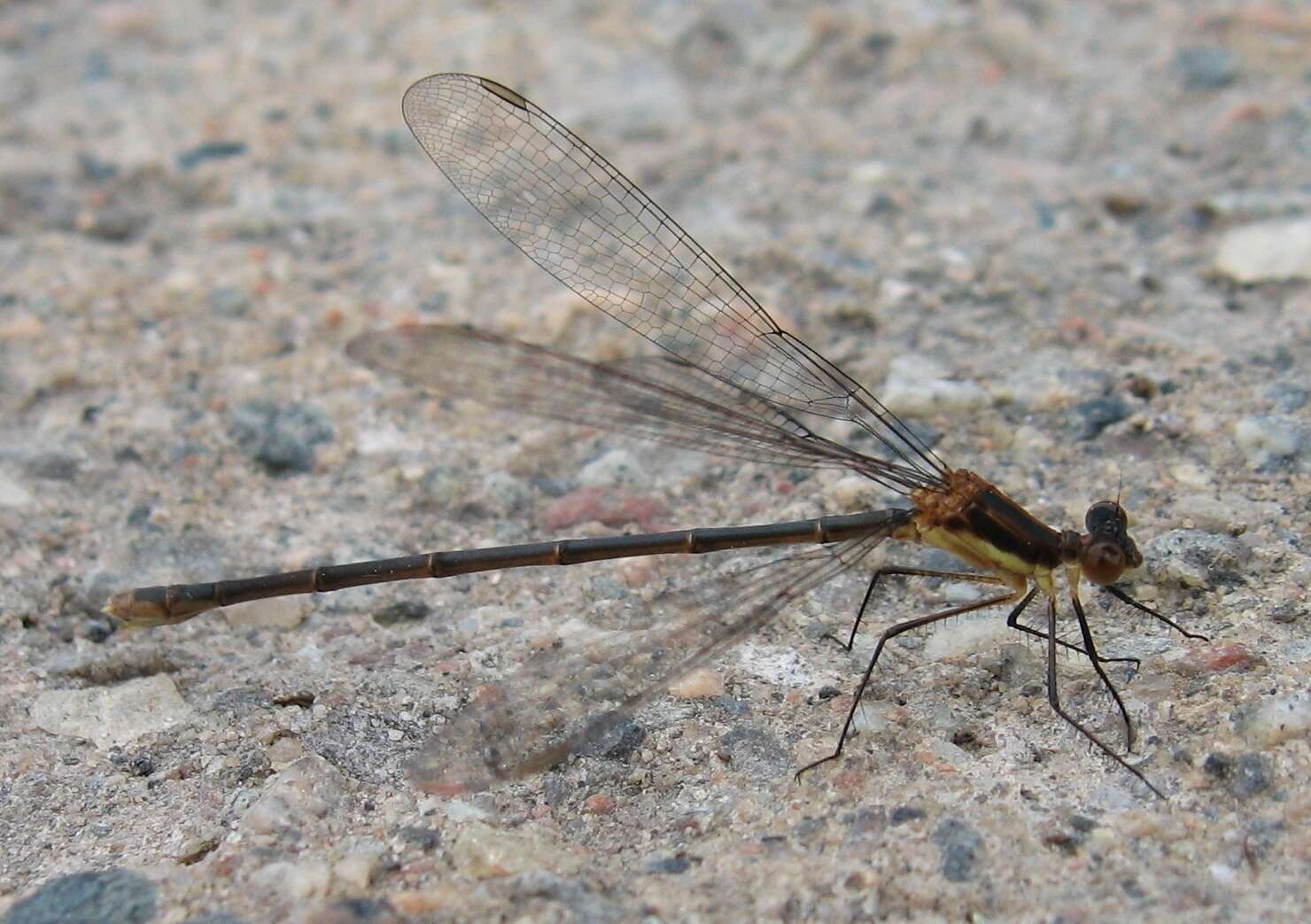 Image of Swamp Spreadwing