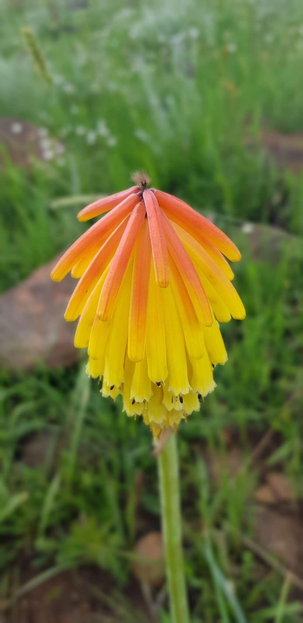 Image de Kniphofia porphyrantha Baker