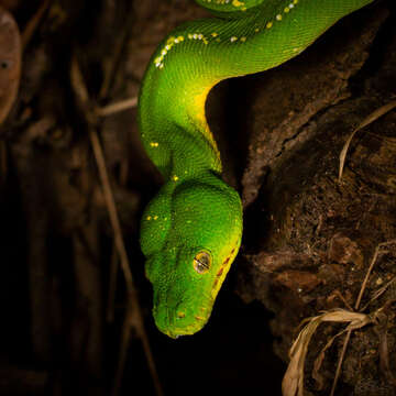 Image of Green Python