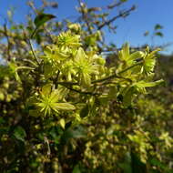 Image of Clematis foetida Raoul