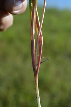 Image of Tulipa tetraphylla Regel