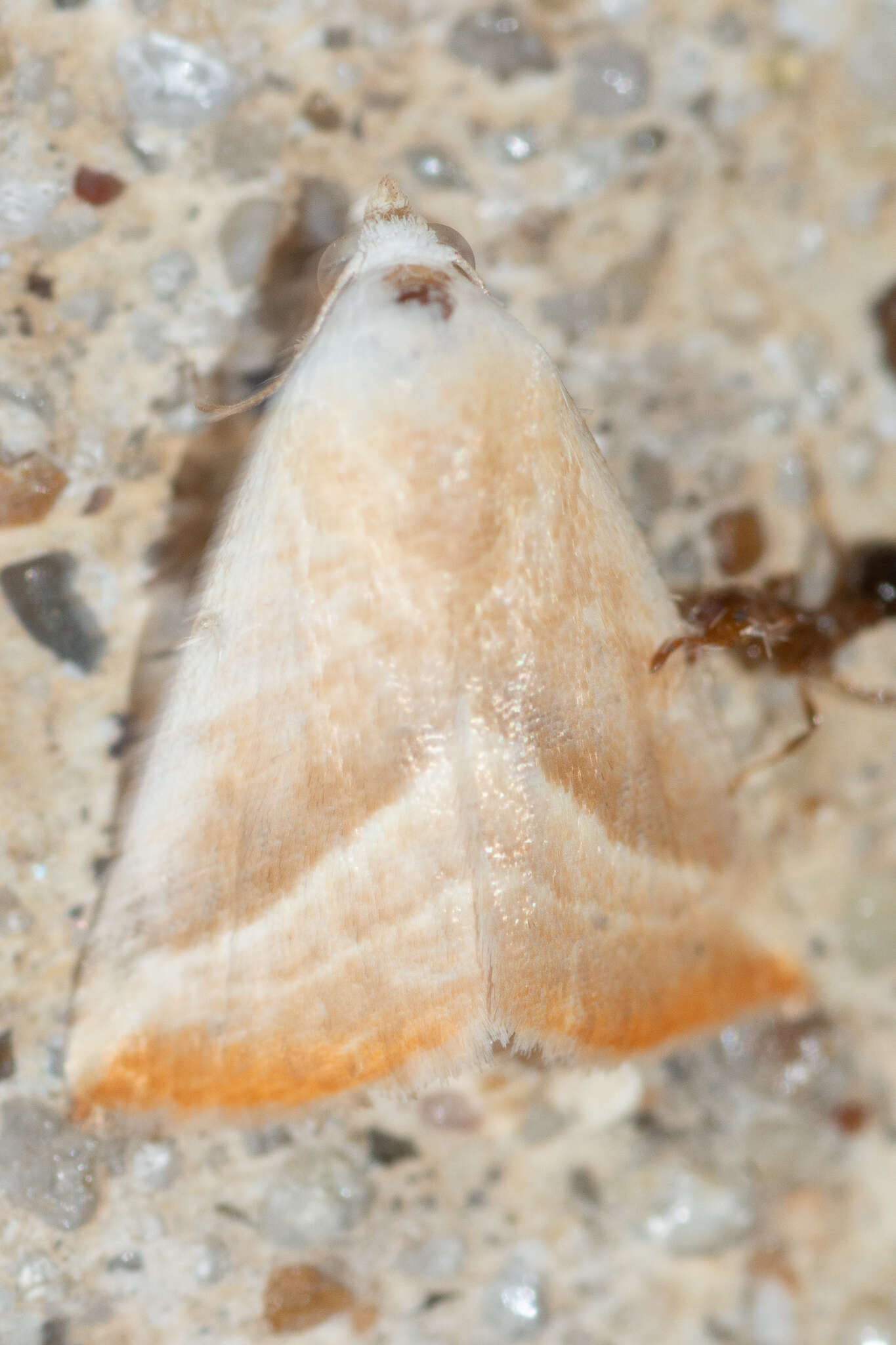 Image of Straight-lined Seed Moth