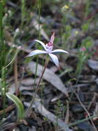 Image of Sugar candy orchid