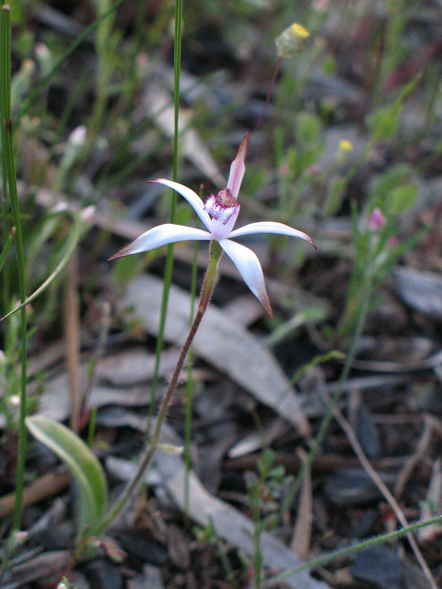 Image of Sugar candy orchid