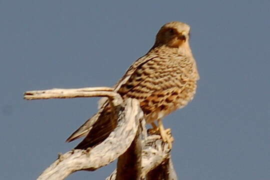 صورة Falco rupicoloides Smith & A 1829