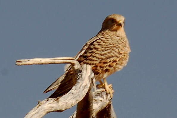 Image of Greater Kestrel