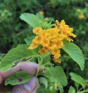 Image of Florida shrubverbena