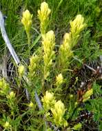 Image of stiff yellow Indian paintbrush