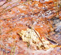 Image of Archaeosynthemis orientalis Tillyard 1910