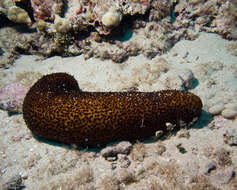 Image of Paradox Sea Cucumber