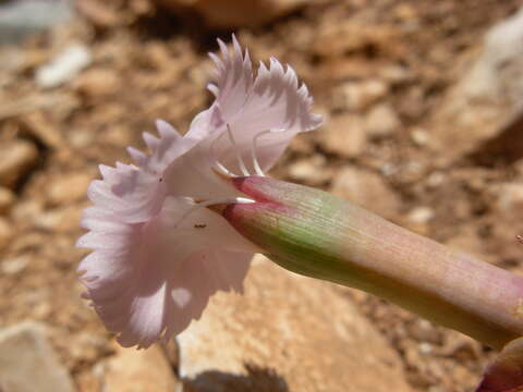 Image of Dianthus siculus C. Presl