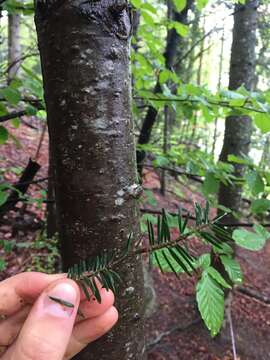 Image of Silver Fir