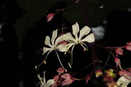 Image of Clerodendrum schmidtii C. B. Clarke