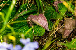 Image of Streptocarpus haygarthii N. E. Brown ex C. B. Clarke