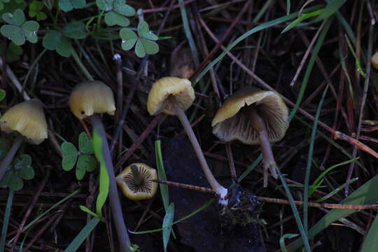 Image of Entoloma pleopodium (Bull.) Noordel. 1985