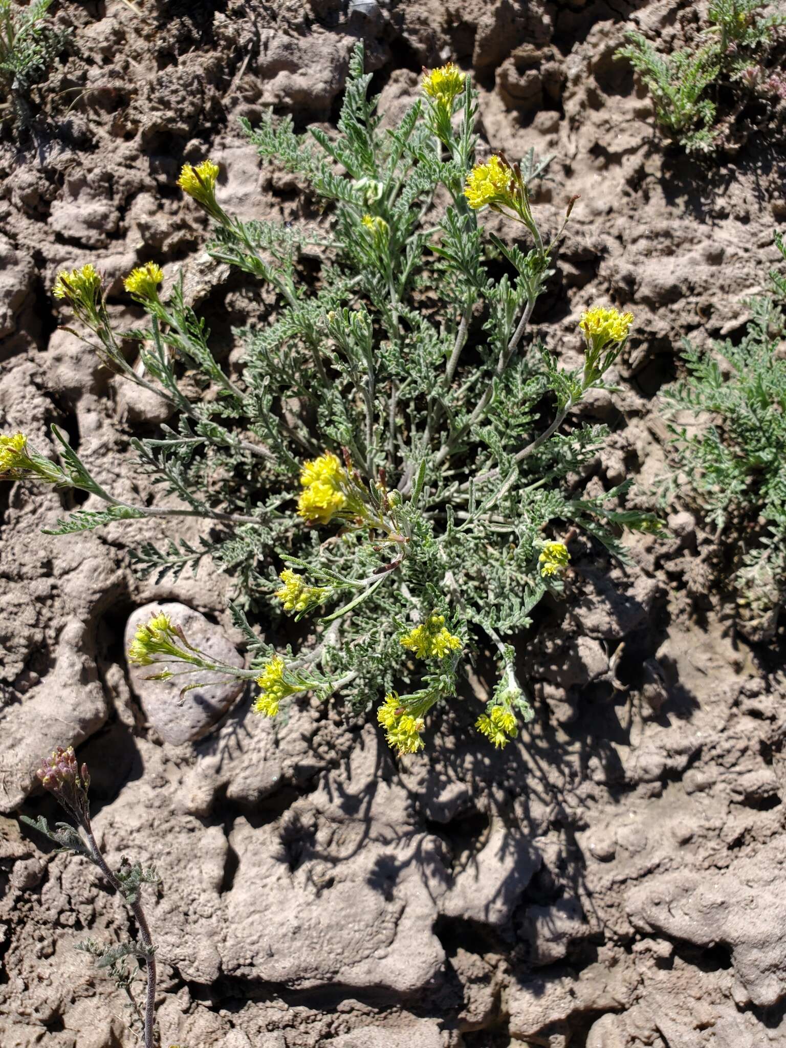 Image of western tansymustard