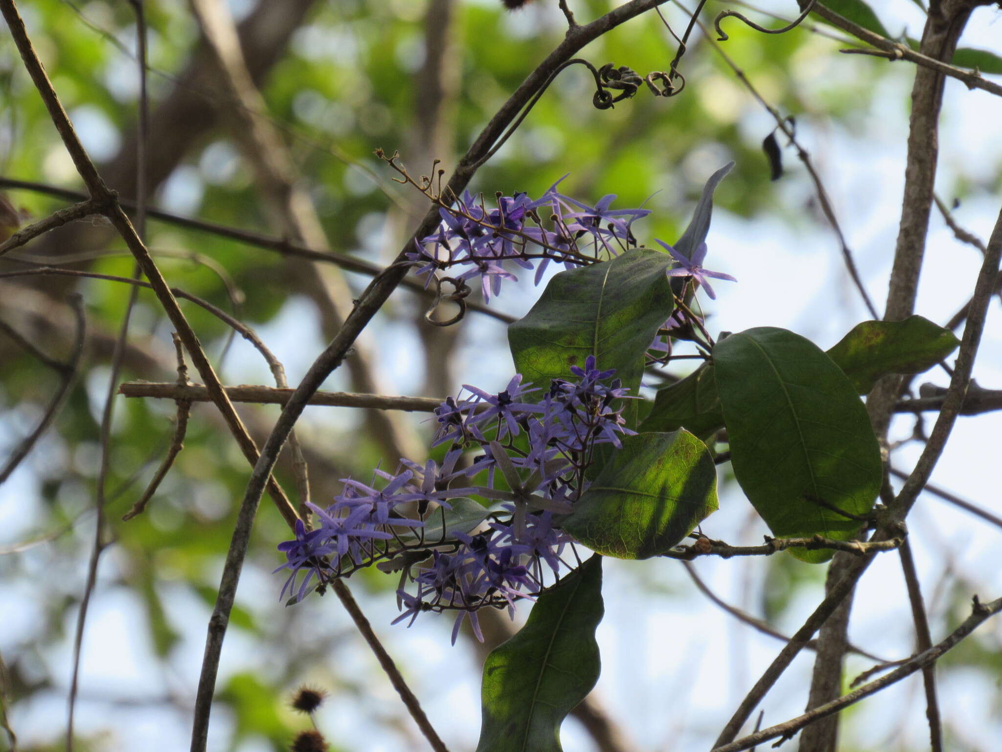 Image of petrea