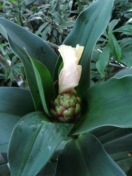 Image of Costus laevis Ruiz & Pav.