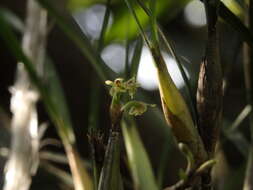 Image of Scaphyglottis fasciculata Hook.