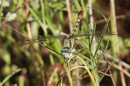 Sivun Arigomphus lentulus (Needham 1902) kuva