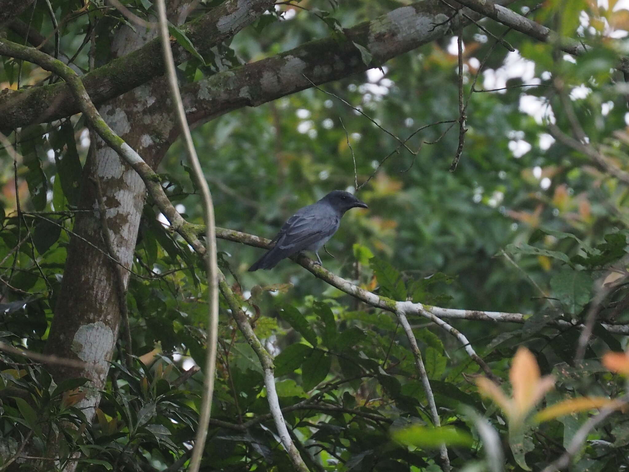 Coracina larvata (Müller & S 1843) resmi