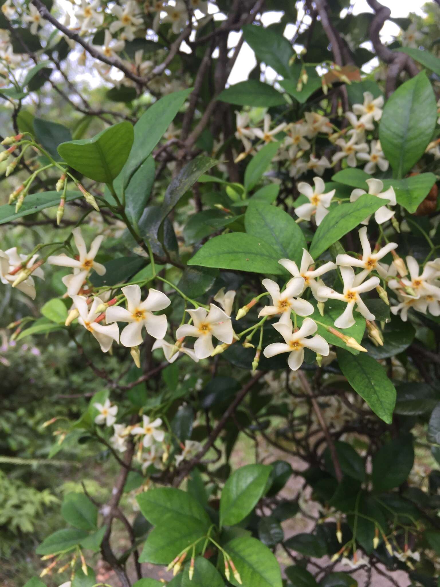 Image of Asiatic jasmine