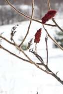 Image de Sumac vinaigrier