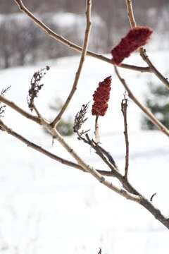 Image de Sumac vinaigrier