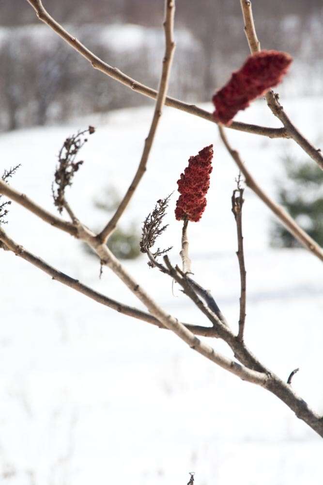 Image de Sumac vinaigrier