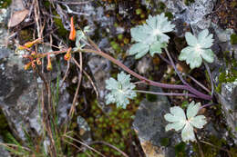 Image of red larkspur