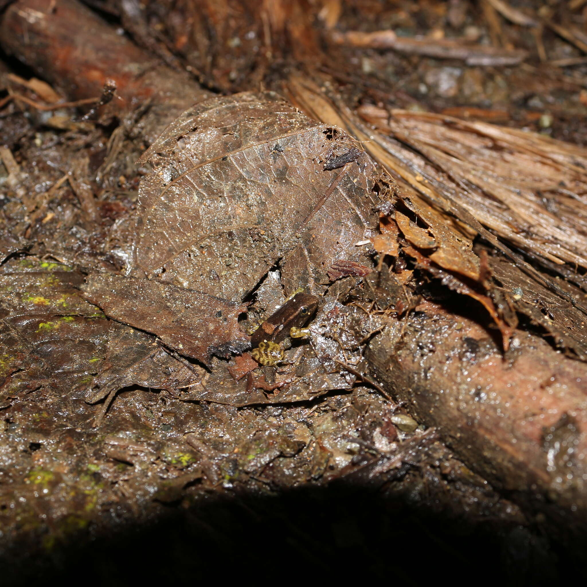 Sivun Leucostethus brachistriatus (Rivero & Serna 1986) kuva