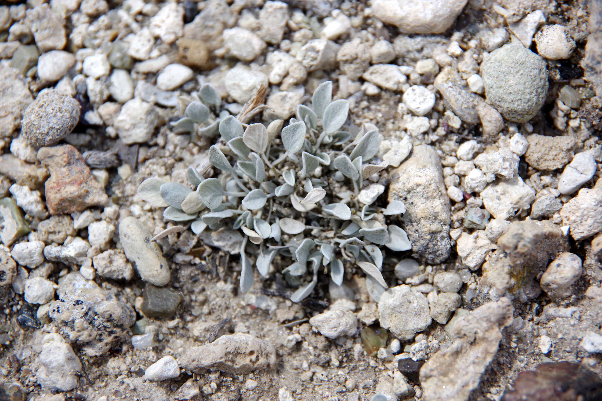 Image of Torrey's milkvetch