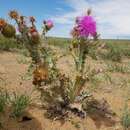 Olgaea leucophylla (Turcz.) Iljin的圖片