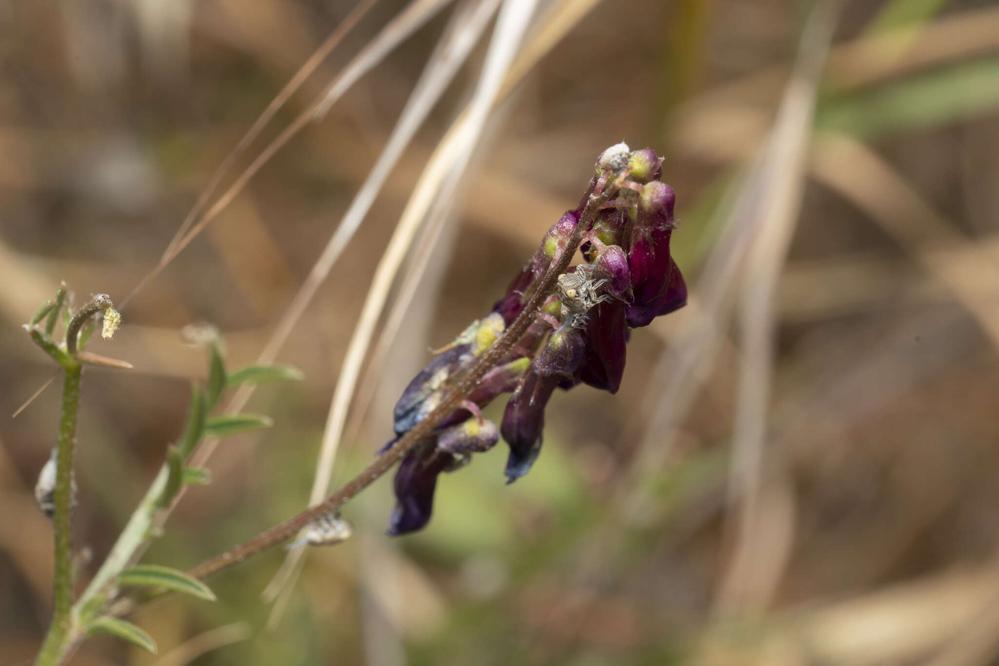 Vicia eriocarpa的圖片