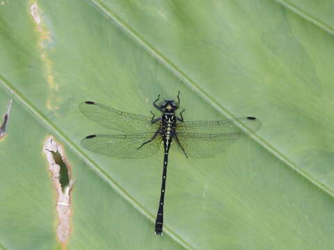 Image of Sinogomphus May 1935