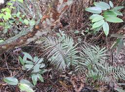 Image of Smilax hypoglauca Benth.