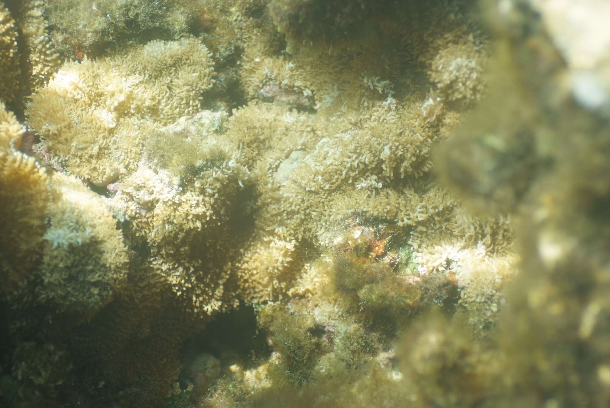 Image of red-mouth mushroom anemone