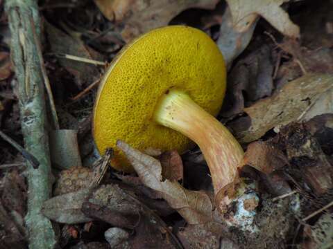 Image of Aureoboletus auriporus (Peck) Pouzar 1957