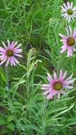 Image of Tennessee purple coneflower