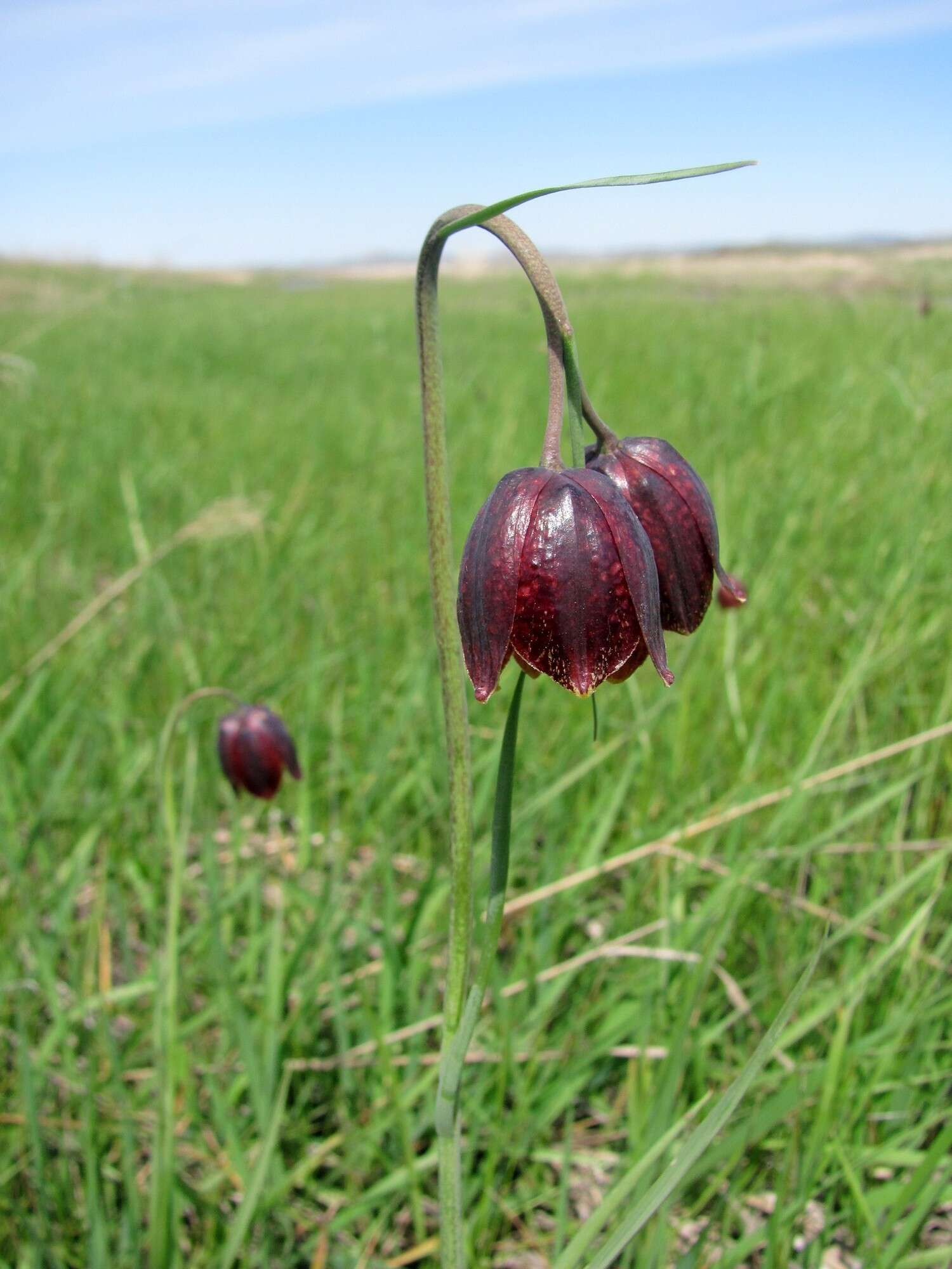 Fritillaria meleagroides Patrin ex Schult. & Schult. fil. resmi