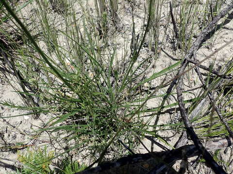 Image of Cephalaria humilis (Thunb.) Roem. & Schult.