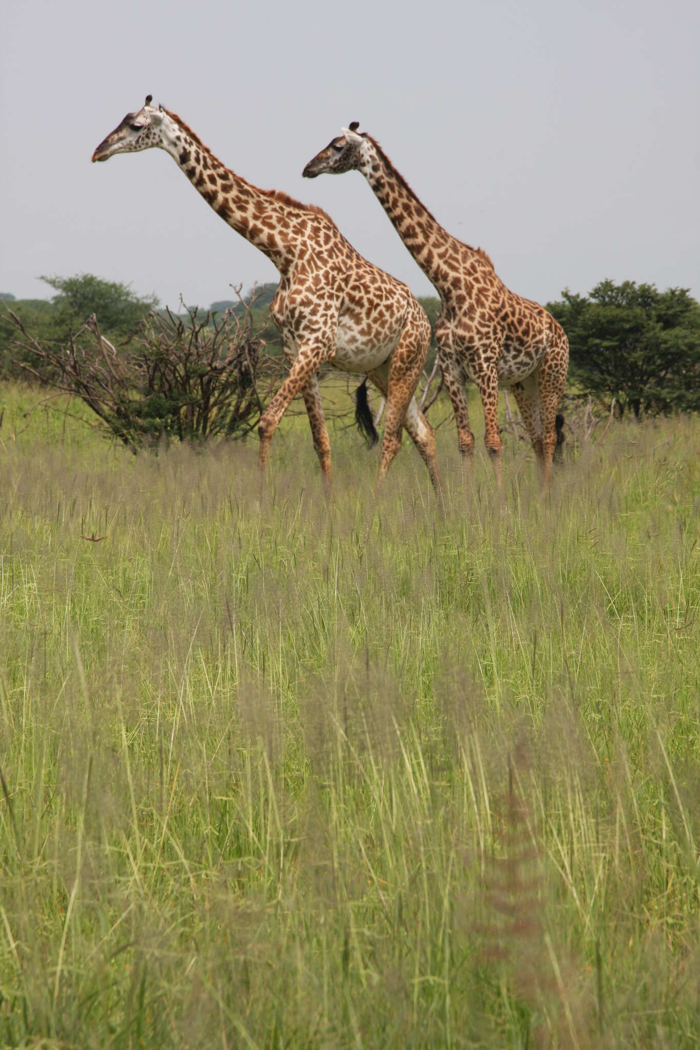 Image of Giraffa camelopardalis tippelskirchi Matschie 1898