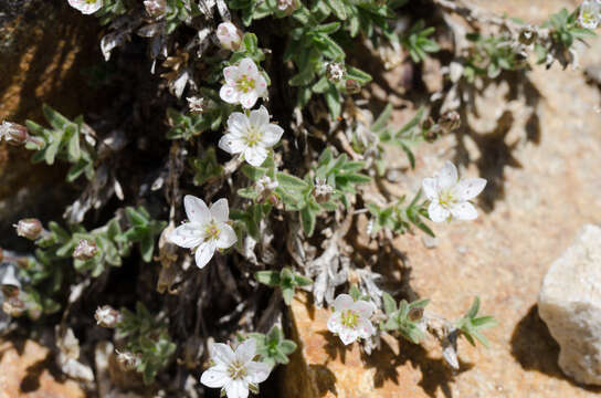 Слика од Facchinia cerastiifolia (Ramond ex DC.) Dillenb. & Kadereit