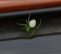 Image of Aoaraneus pentagrammicus