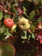 Plancia ëd Arctostaphylos pechoensis (Abrams) Dudley